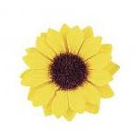 Auringonkukat halk. 3,5cm, 12 kpl -  - 5443000 - 1